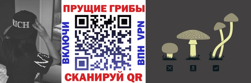 магазин    Хасавюрт  Галлюциногенные грибы Psilocybe 